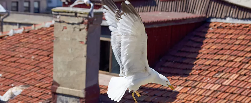 Residential Chimney Animal Removal Solution in Calverton, MD