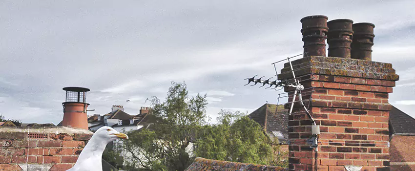 Chimney Cleaning And Restoration in Calverton, Maryland
